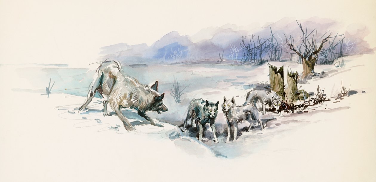 Stado wilków, z Call of Wild, powieść przygodowa Jacka Londona (1876-1916), rysunek autorstwa Jack London