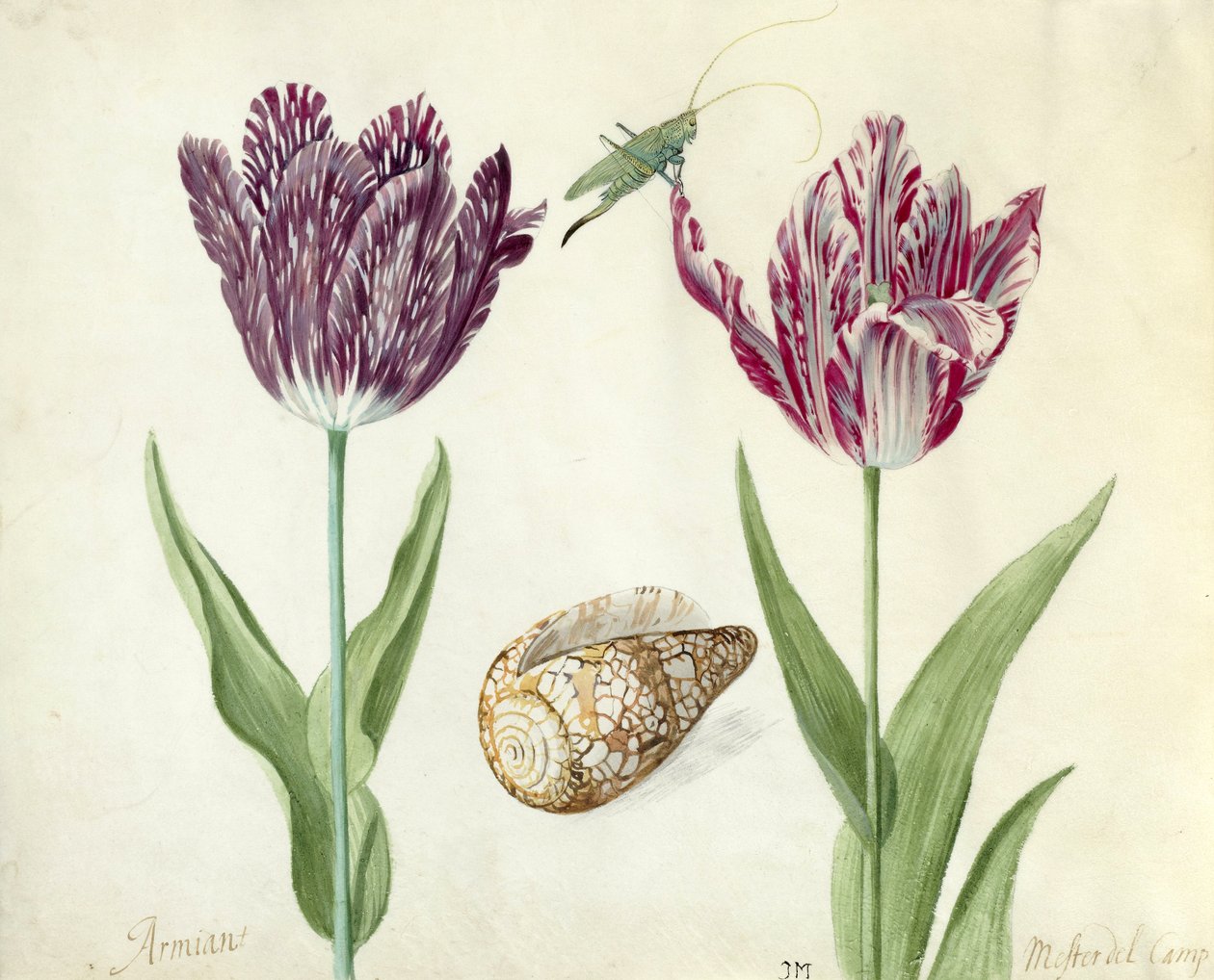 Dwa tulipany, muszla i konik polny, 1637-45 (pędzel na pergaminie) autorstwa Jacob Marrel