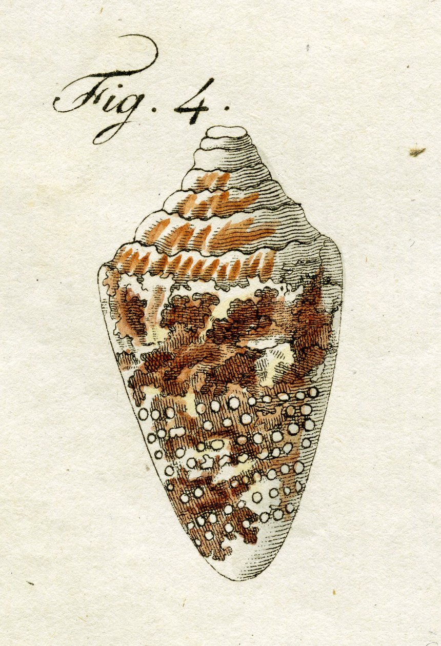 Ilustracja przedstawiająca Conus Ammiralis, 1790 (ręcznie kolorowane grawerowanie) autorstwa Jacob Xavier Schmuzer