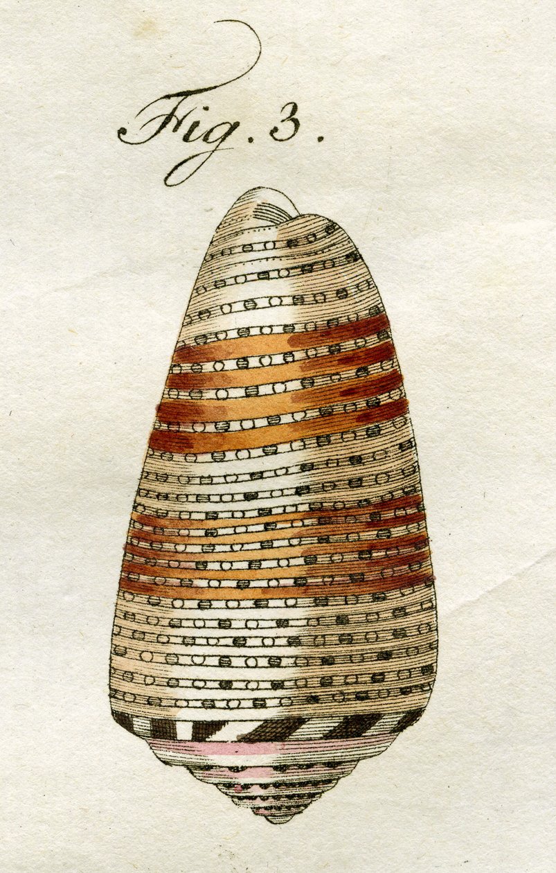 Ilustracja Conus Ammiralis (podgatunek Arausiacus), 1790 (ręcznie barwiony grawerunek) autorstwa Jacob Xavier Schmuzer