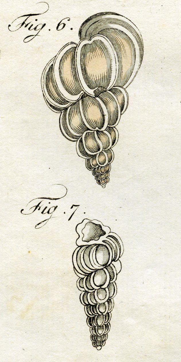 Ilustracja przedstawiająca Turbo Scalaris, 1790 (ręcznie kolorowane grawerowanie) autorstwa Jacob Xavier Schmuzer