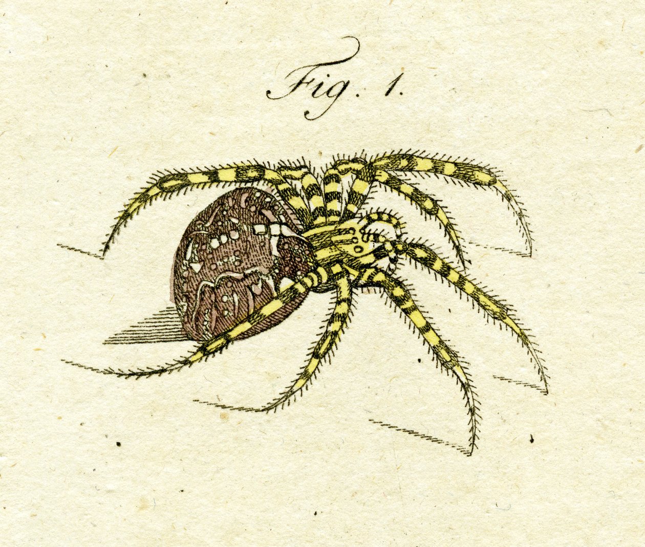 Ilustracja przedstawiająca pająka, 1790 (ręcznie barwiony grawerunek) autorstwa Jacob Xavier Schmuzer