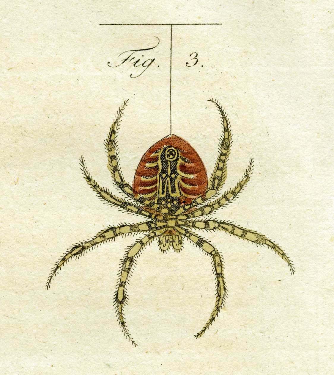 Ilustracja przedstawiająca pająka, 1790 (ręcznie kolorowane grawerowanie) autorstwa Jacob Xavier Schmuzer