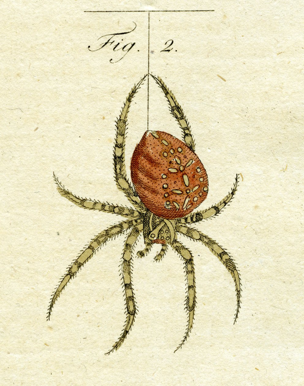 Ilustracja przedstawiająca pająka, 1790 (ręcznie kolorowane grawerowanie) autorstwa Jacob Xavier Schmuzer