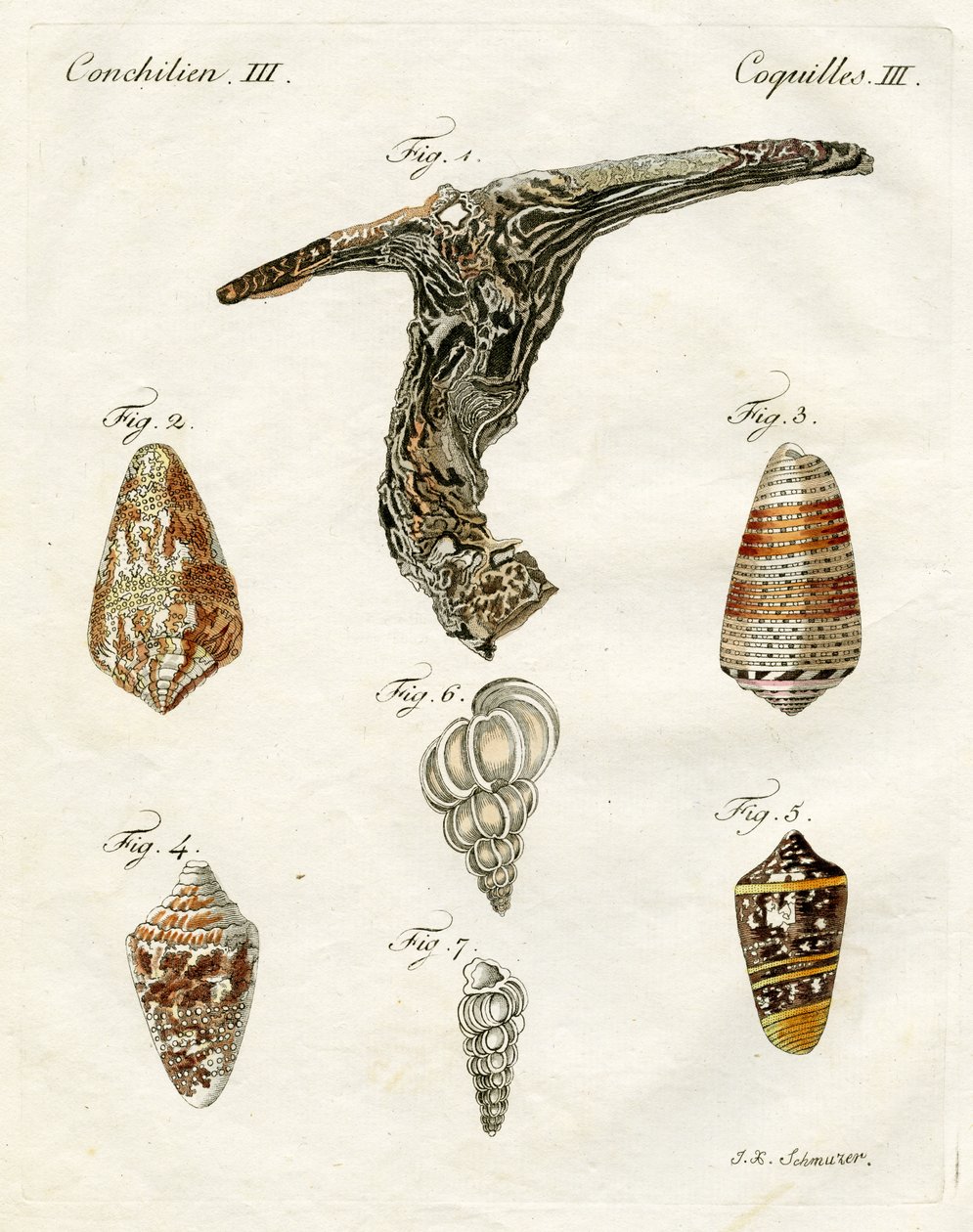 Ilustracja przedstawiająca muszle, 1790 (ręcznie kolorowane grawerowanie) autorstwa Jacob Xavier Schmuzer