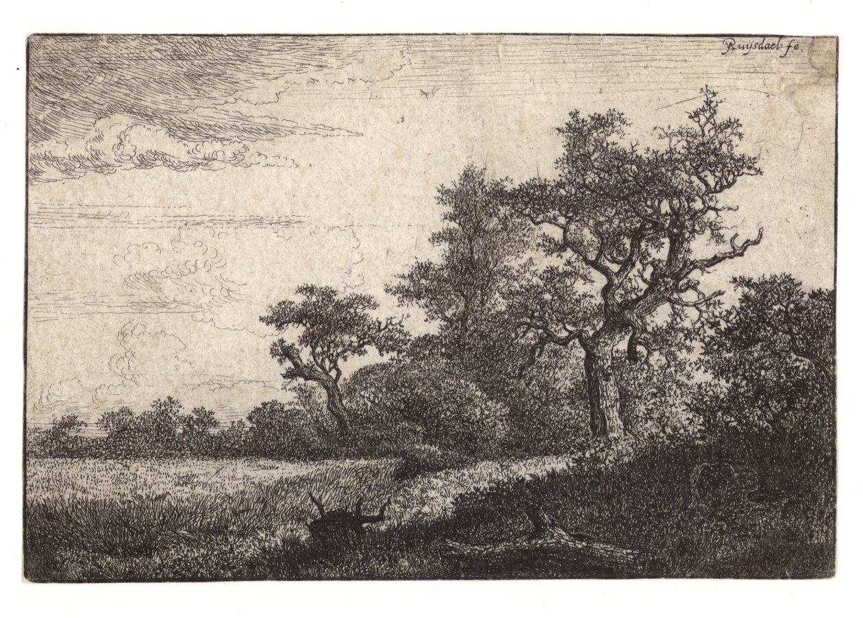 Trawienie drzewa i pola zboża autorstwa Jacob van Ruisdael