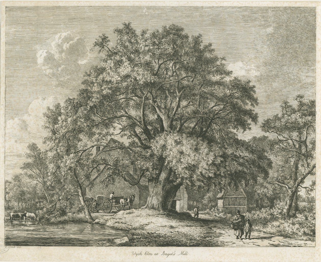 Blithfield - Wiąz Wych : akwaforta, 1825 autorstwa Jacob George Strutt