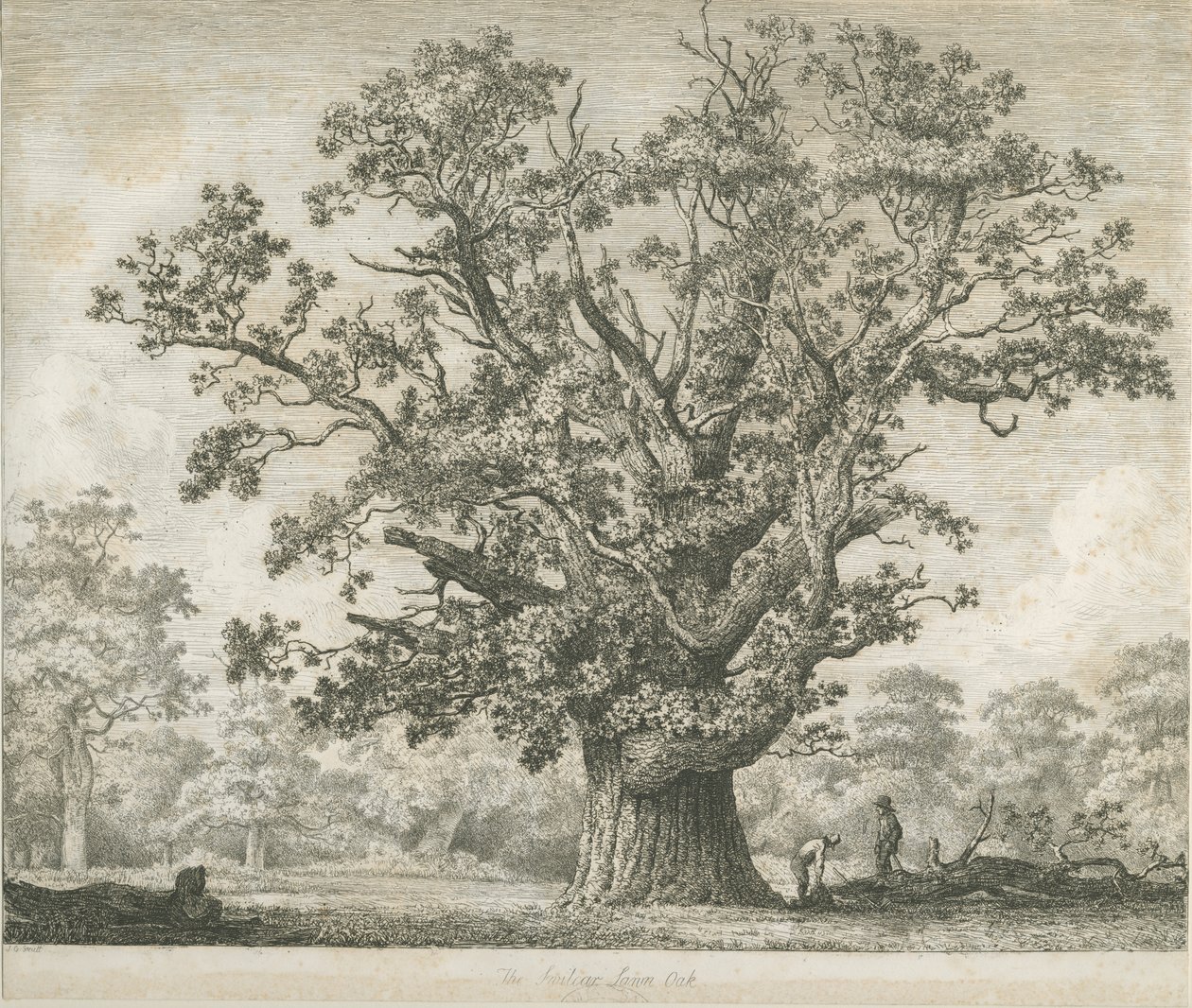 Needwood - Dąb Swilcar: akwaforta, nd [c 1820-1850] autorstwa Jacob George Strutt