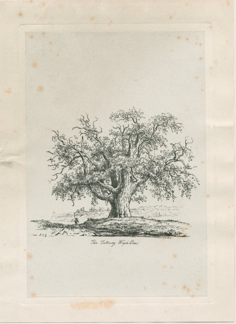 Tutbury - "Wiąz Wych": grawerowanie, bd [ok. 1820] autorstwa Jacob George Strutt