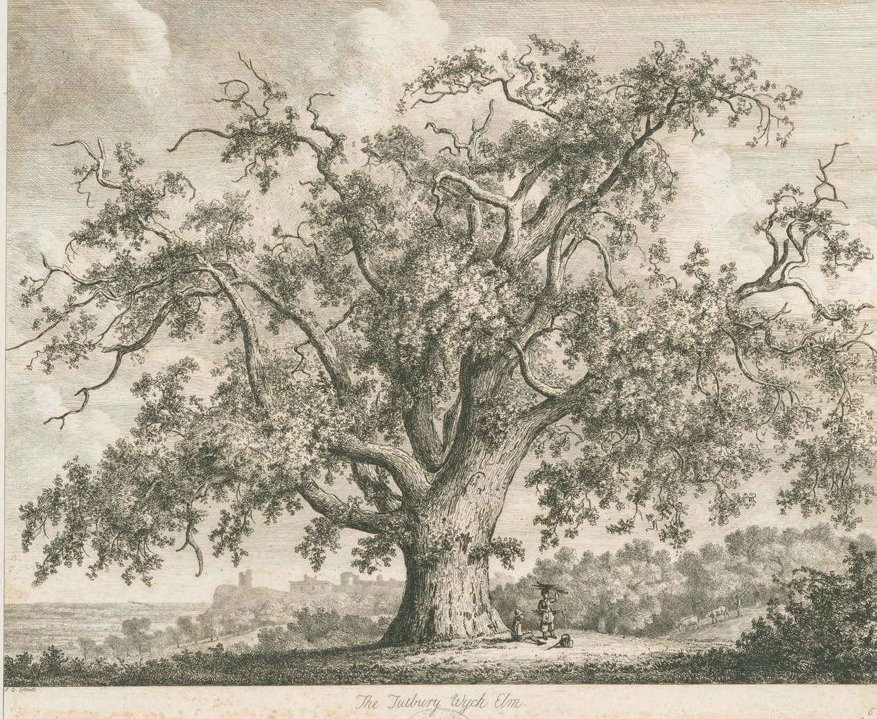 Tutbury - "Wiąz Wych": akwaforta, bd [ok. 1820] autorstwa Jacob George Strutt