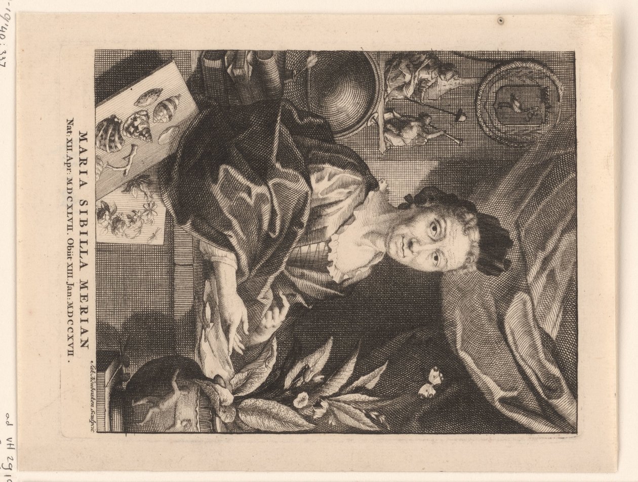 Portret van Maria Sibylla Merian Maria Sibylla Merian (tytuł na obiekcie) autorstwa Jacob Houbraken