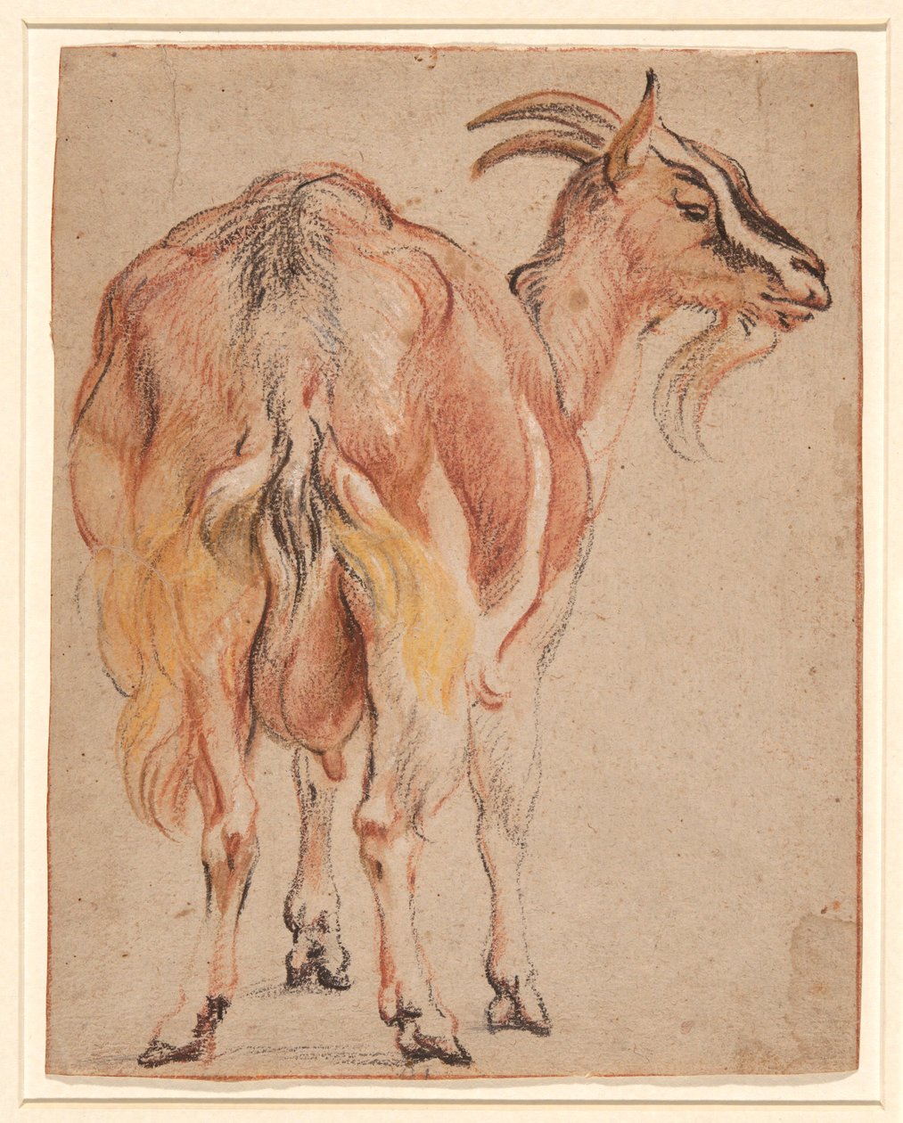 Koza autorstwa Jacob Jordaens