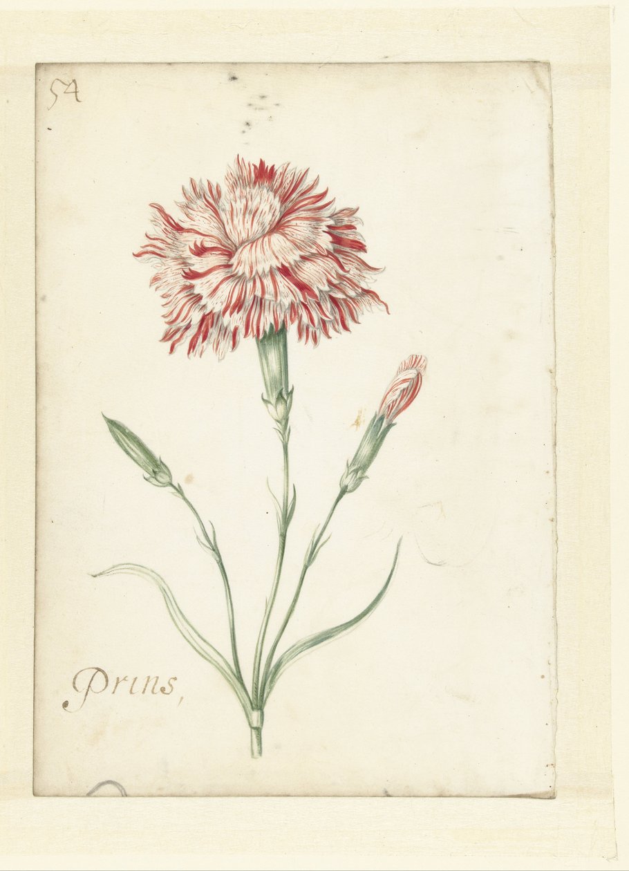 Goździk autorstwa Jacob Marrel (possibly)