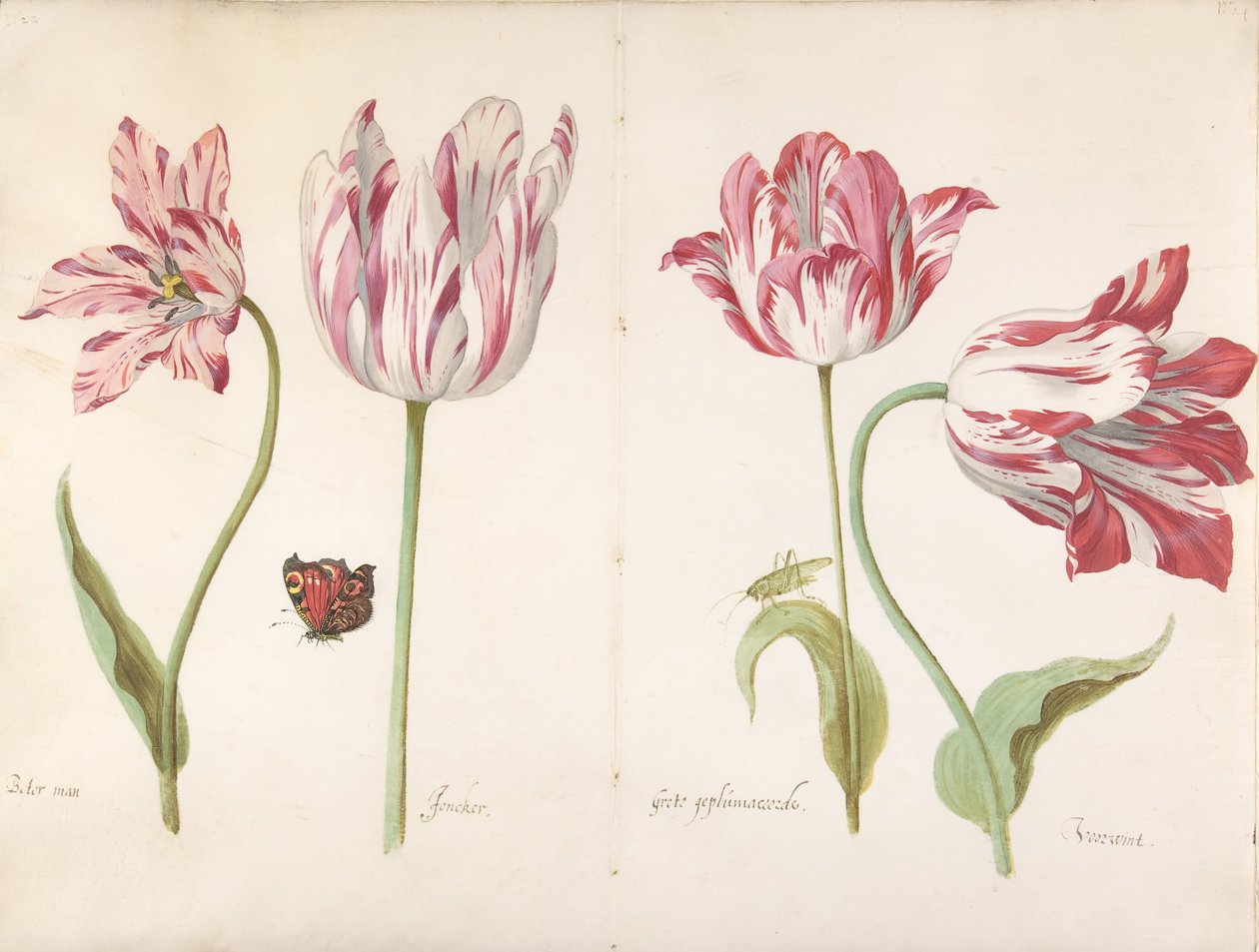 Cztery tulipany: Butter Man Butter Man, Joncker Nobleman, Great Plumaceous..., c. 1635-45. autorstwa Jacob Marrel