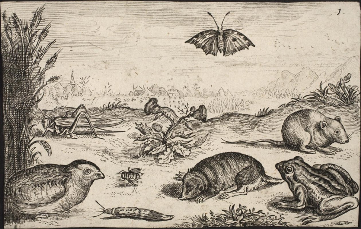 Małe zwierzęta i owady: konik polny, motyl, nornik polny, kuropatwa, pszczoła, ślimak, kret i żaba. autorstwa Jacob Matham