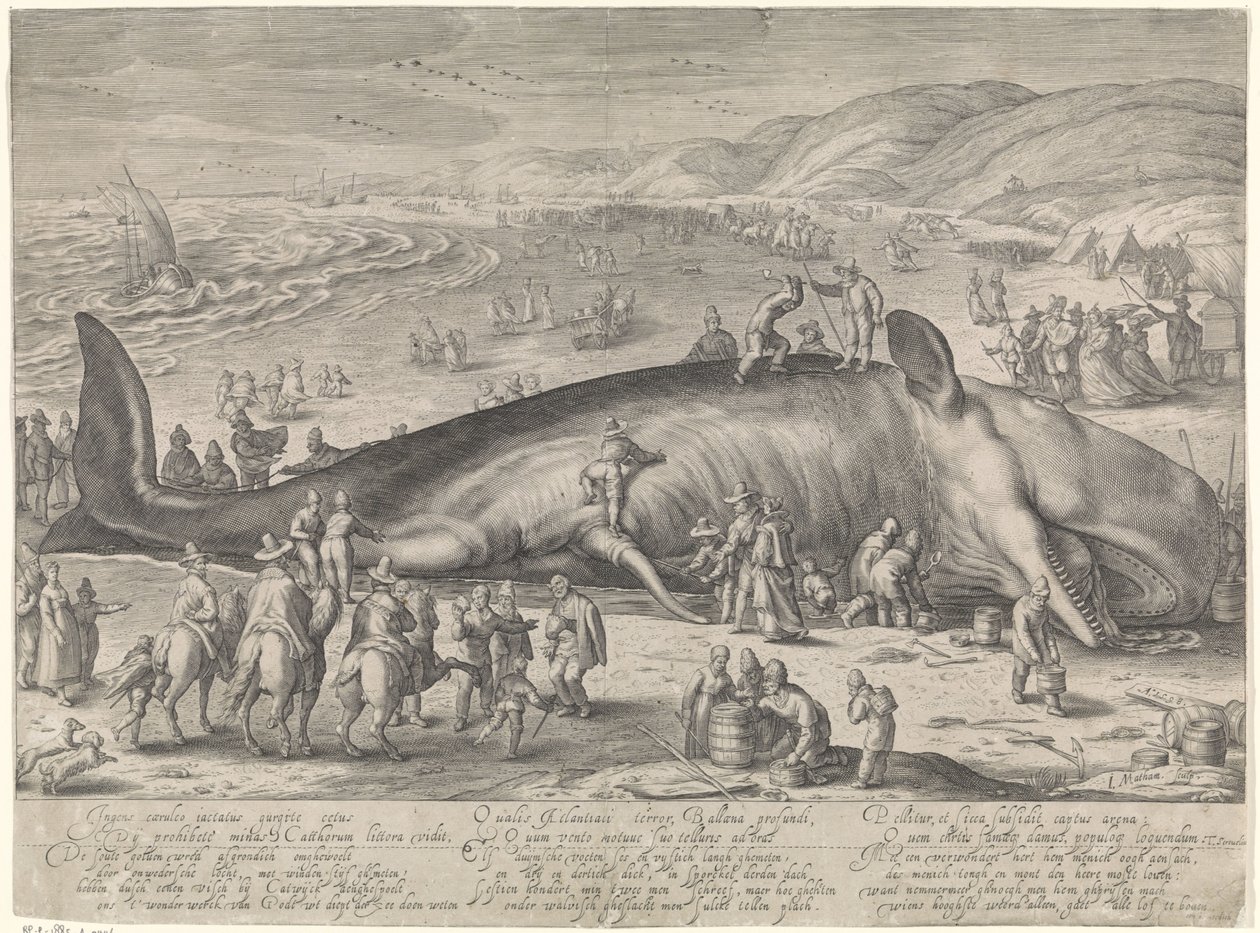 Wieloryb na mieliźnie w Berckhey, 1598 autorstwa Jacob Matham