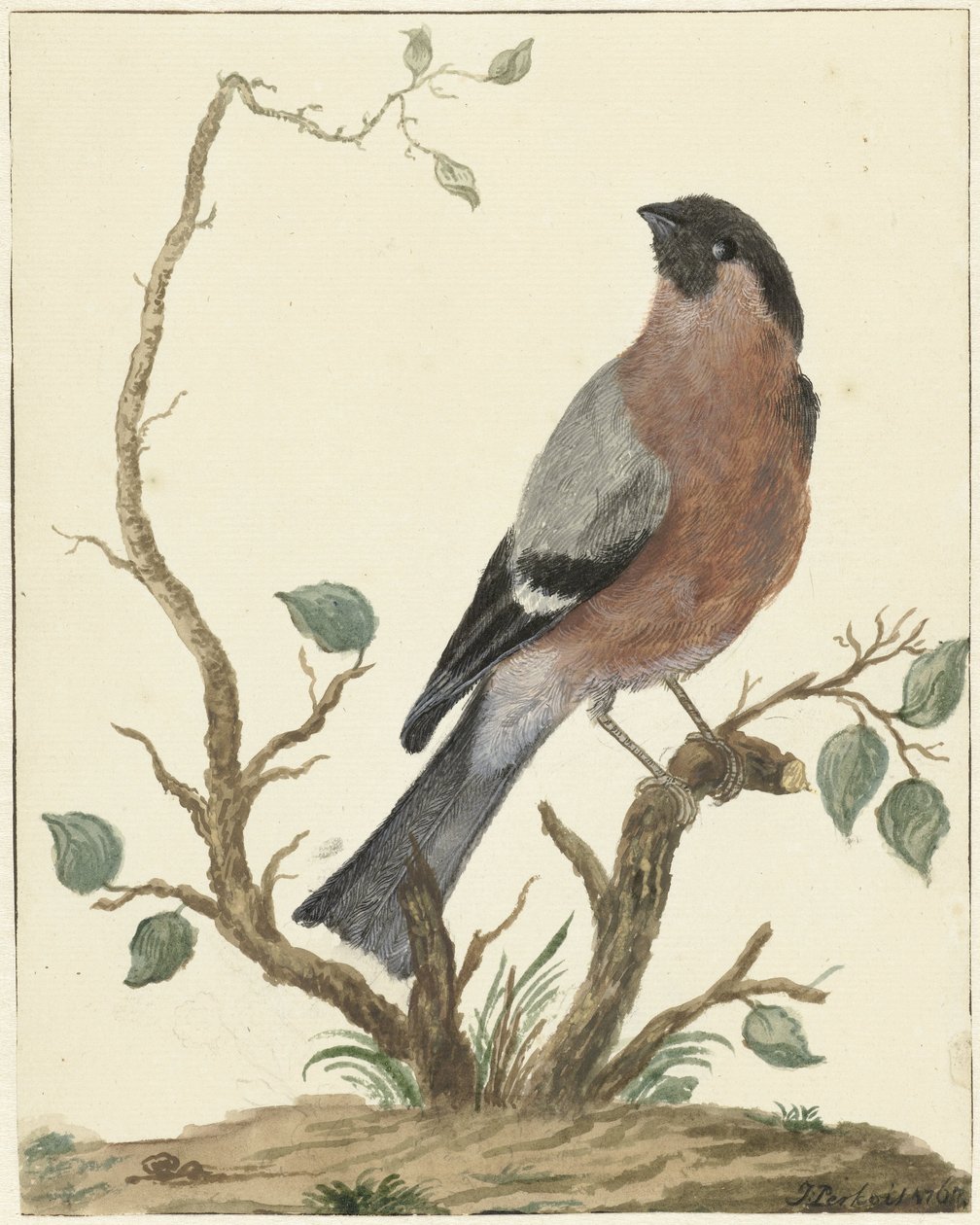 Gil autorstwa Jacob Perkois