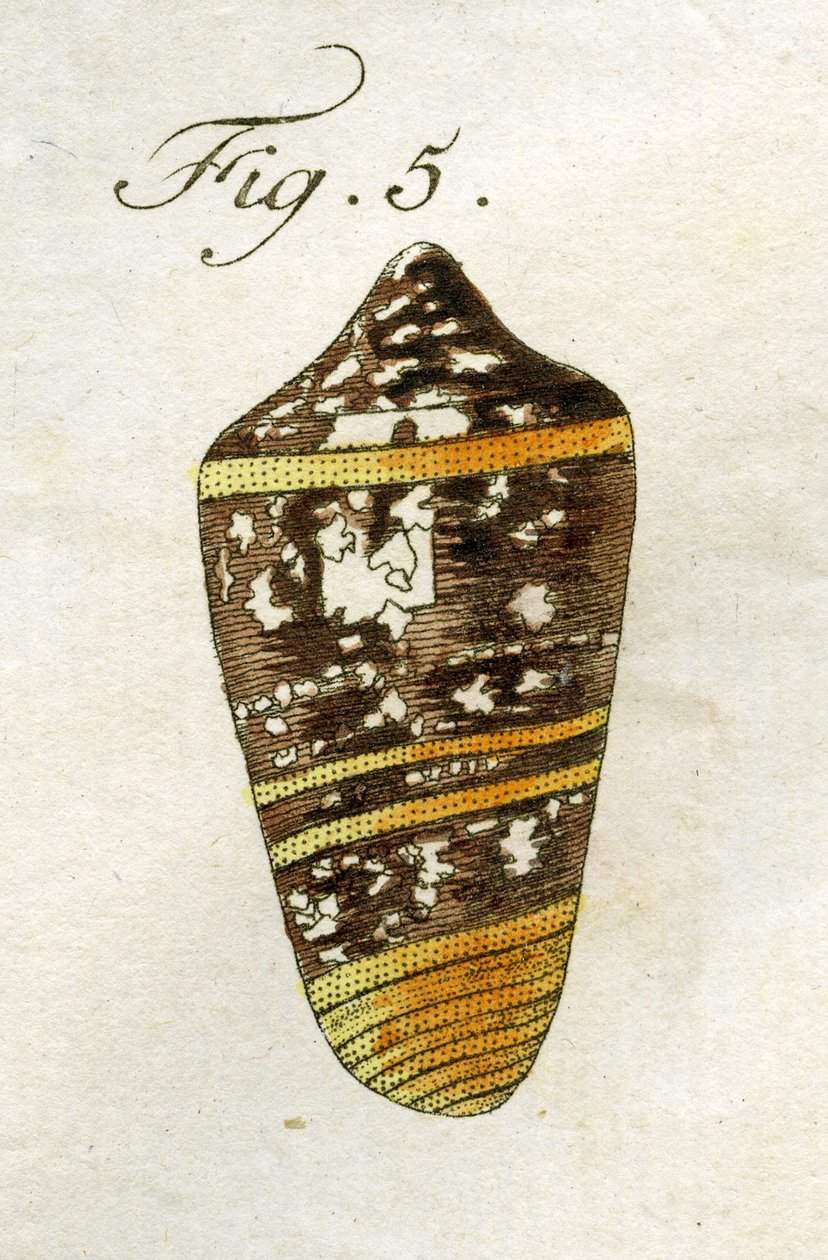 Ilustracja Conus Ammiralis (podgatunek Summus), 1790 (ręcznie barwiony grawerunek) autorstwa Jacob Xavier Schmuzer