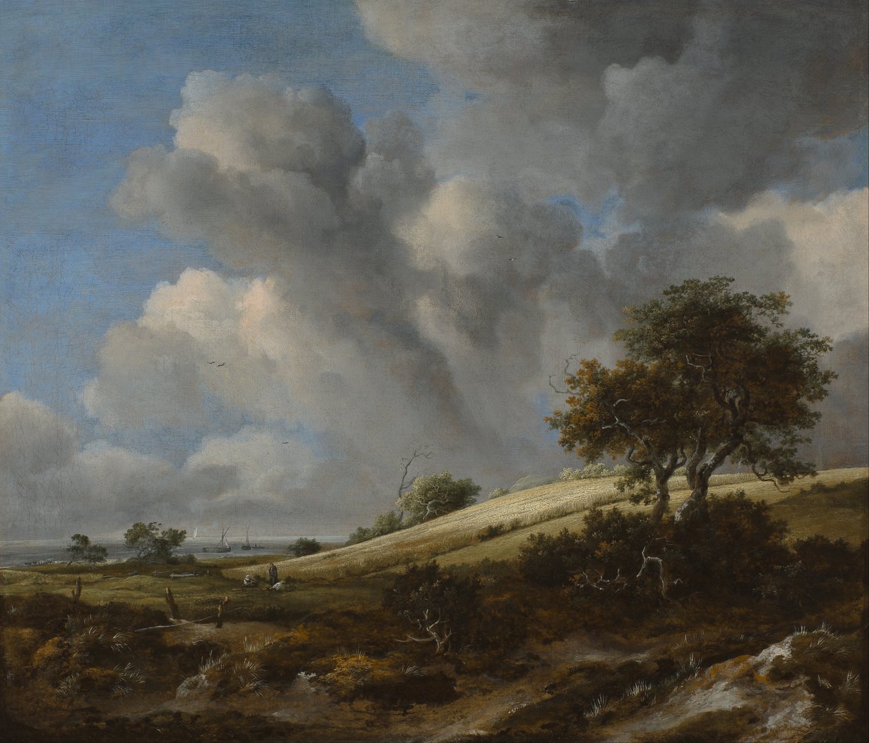 Krajobraz z polem kukurydzy w pobliżu morza autorstwa Jacob van Ruisdael