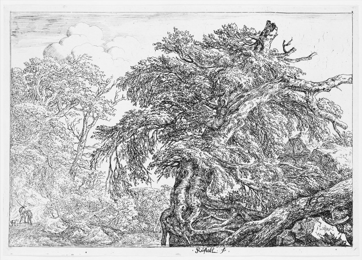 Wielki buk autorstwa Jacob van Ruisdael