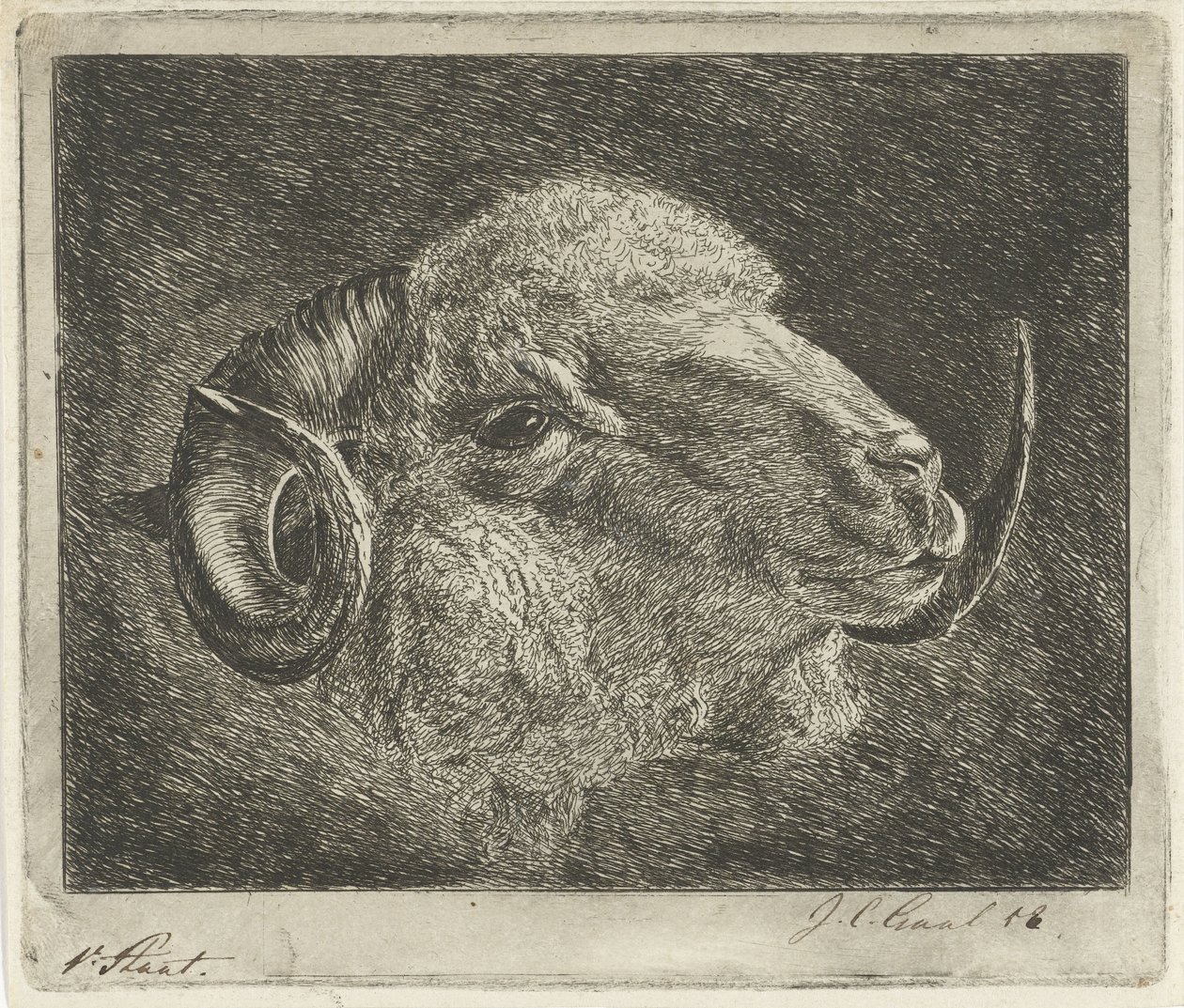 Głowa barana z rogami odwrócona autorstwa Jacobus Cornelis Gaal (signed by artist)