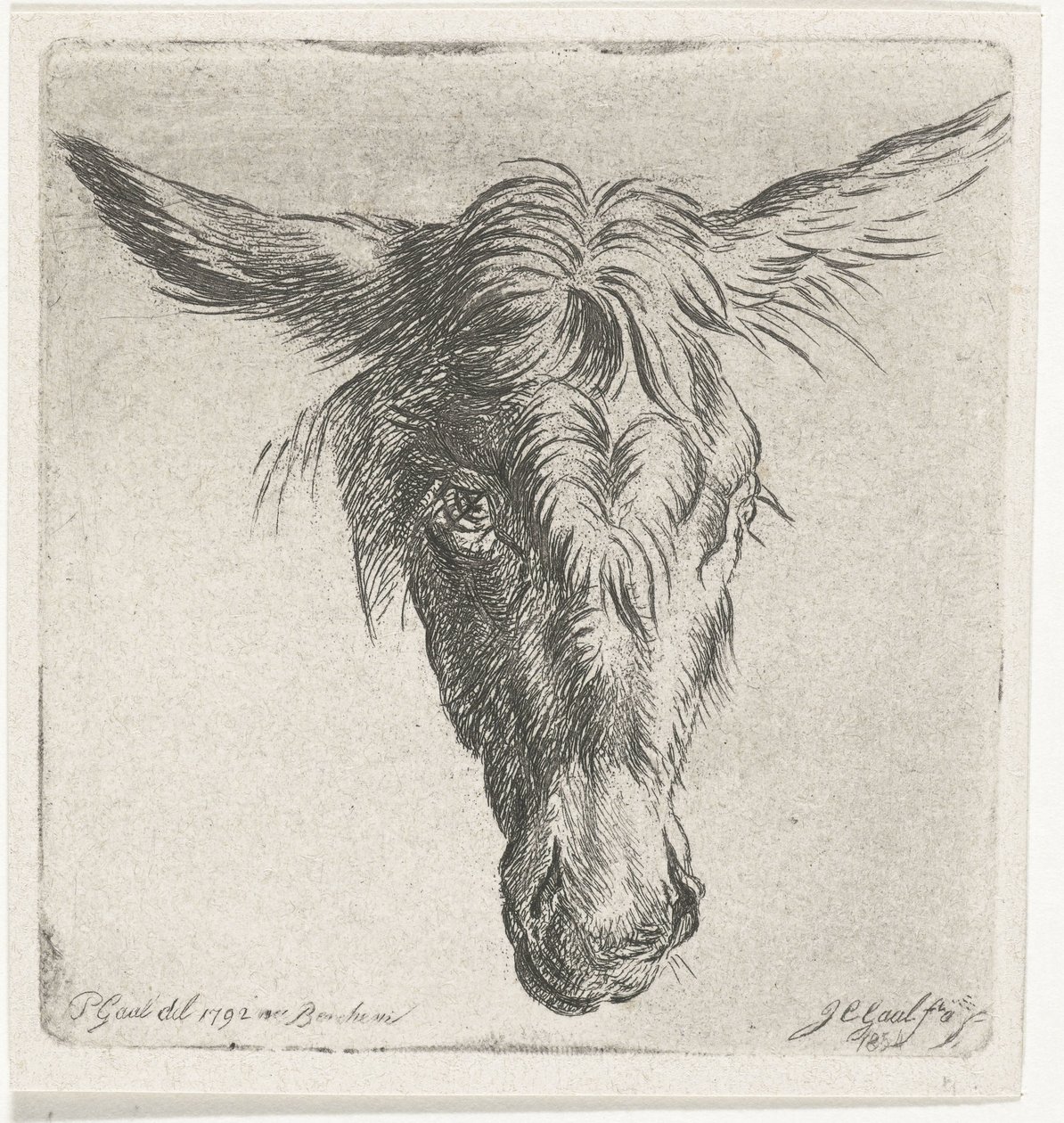 Głowa osła autorstwa Jacobus Cornelis Gaal