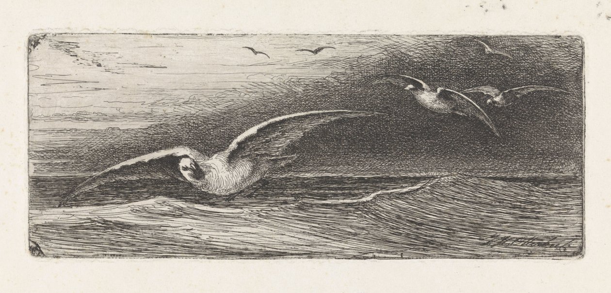 mewy autorstwa Jacobus Hermanus Otterbeek