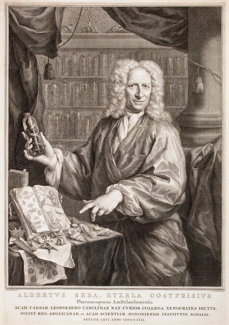 Portret Albertusa Seby, według Jana Mauritsa Quinkharda autorstwa Jacobus Houbraken