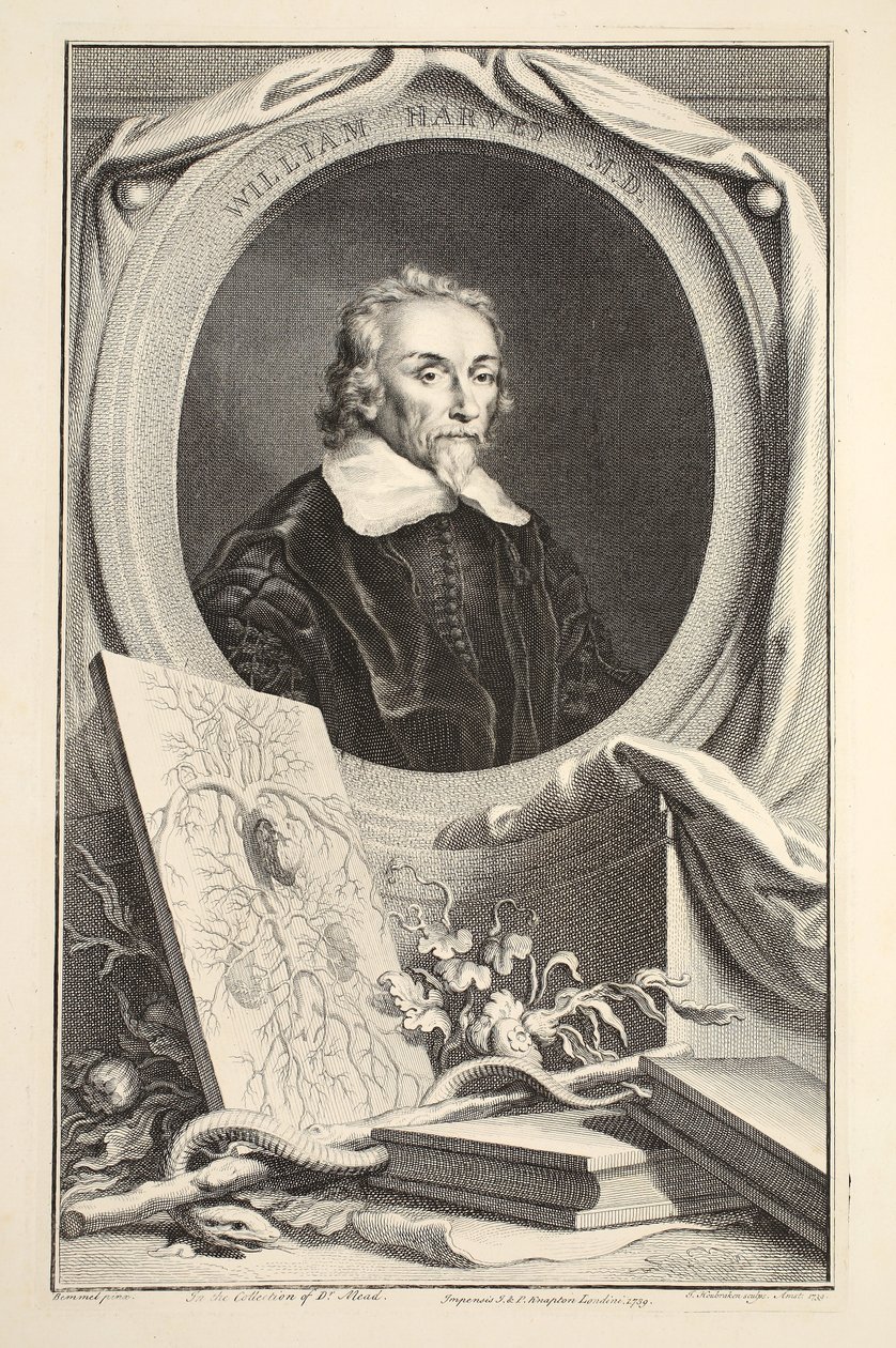 Portret Williama Harveya, ilustracja z "Heads of Illustrious Persons of Great Britain", wyd. Knapton, Londyn 1742 autorstwa Jacobus Houbraken