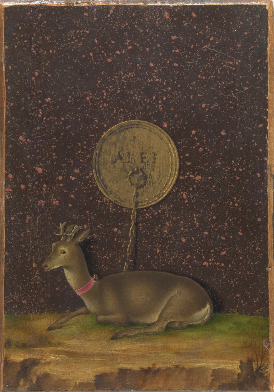 Portret Alvise Contariniego(); (verso) Roebuck na uwięzi autorstwa Jacometto Veneziano