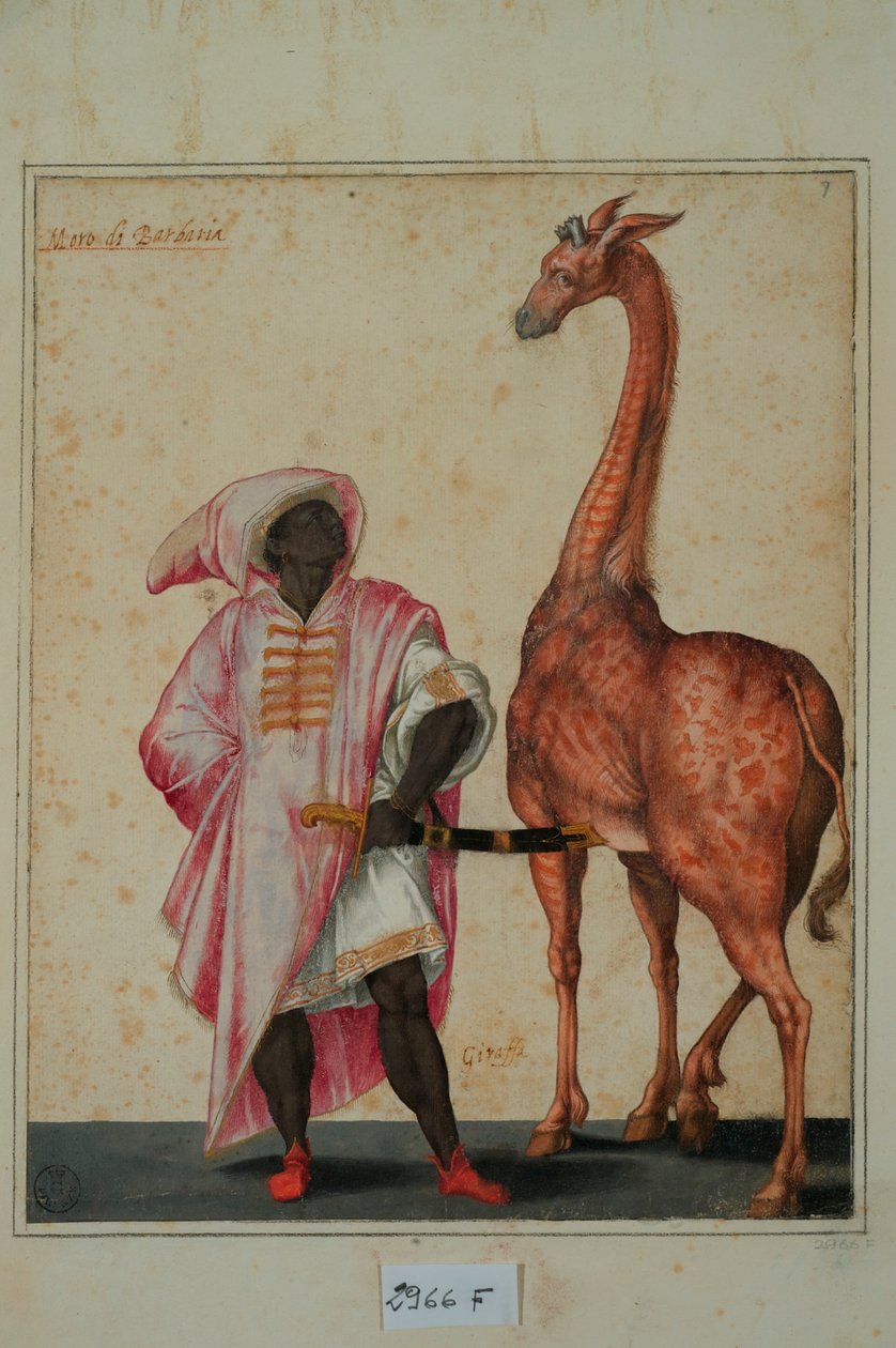 Berber z żyrafą (tempera na papierze) autorstwa Jacopo Ligozzi