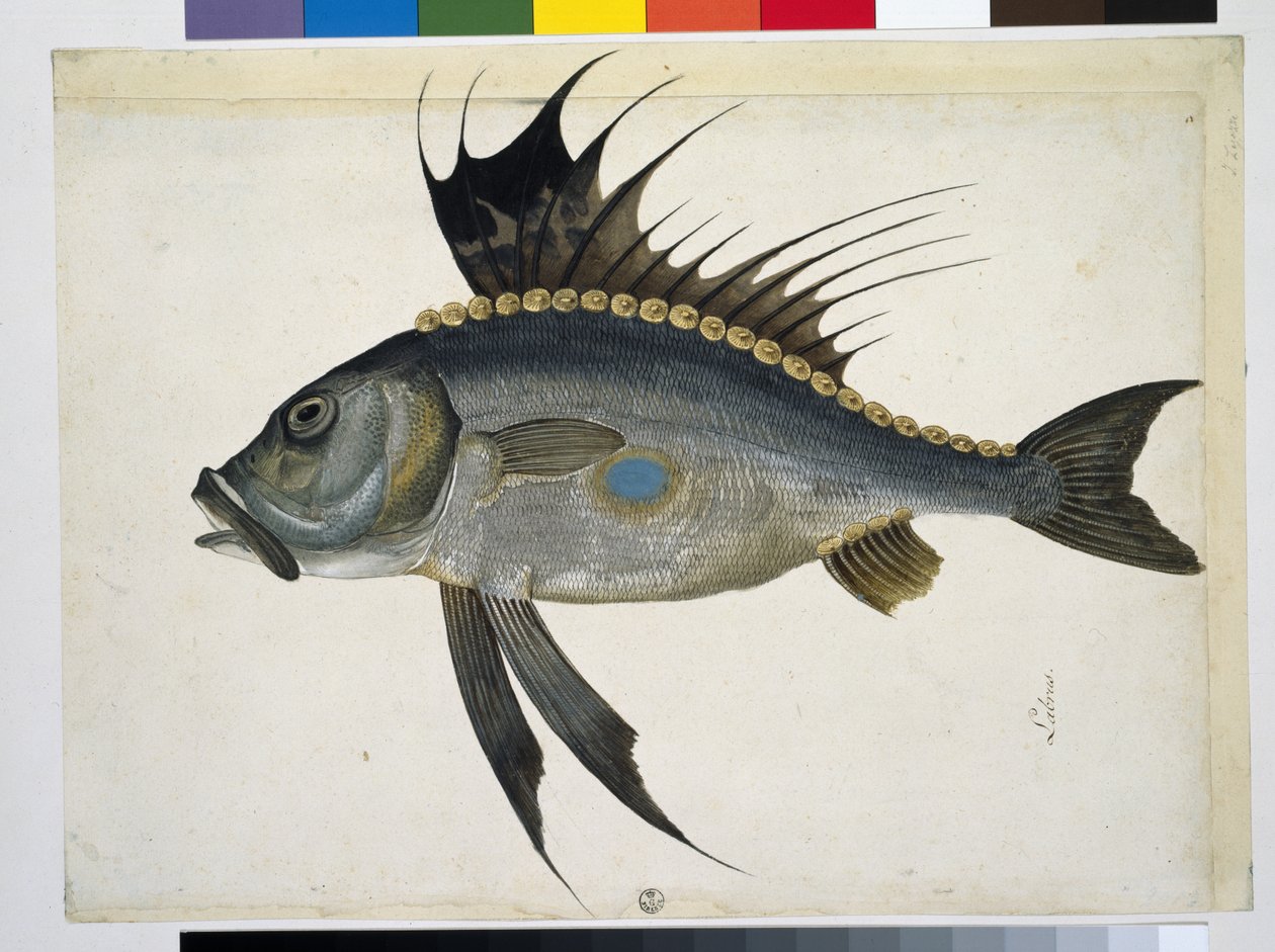 Ryba autorstwa Jacopo Ligozzi