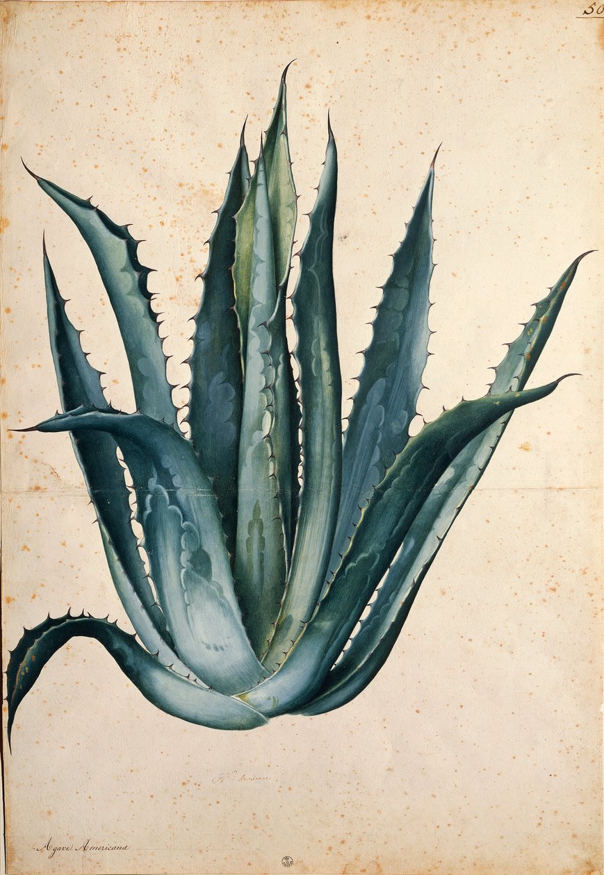 Wiekowa roślina (Agave americana) autorstwa Jacopo Ligozzi autorstwa Jacopo Ligozzi