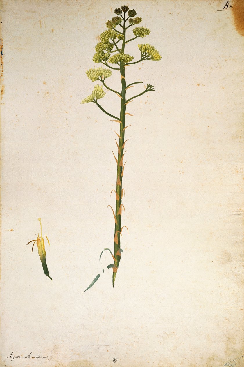Wieczny kwiat rośliny (Agave americana) autorstwa Jacopo Ligozzi autorstwa Jacopo Ligozzi