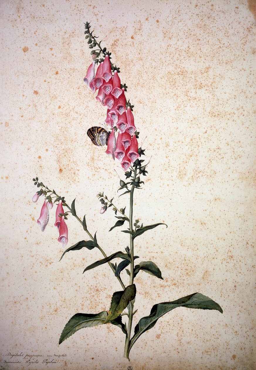 Zielnik: Digitalis purpurea z Papilio paphia autorstwa Jacopo Ligozzi