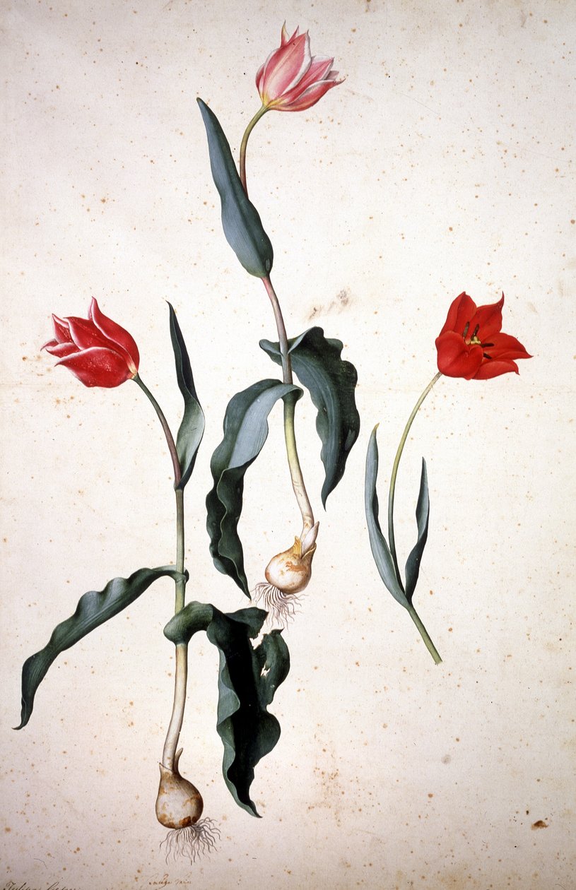 Zielnik: Tulipa Gesneriana autorstwa Jacopo Ligozzi