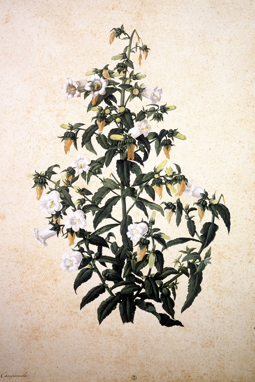 Herbier: Dzwonek autorstwa Jacopo Ligozzi