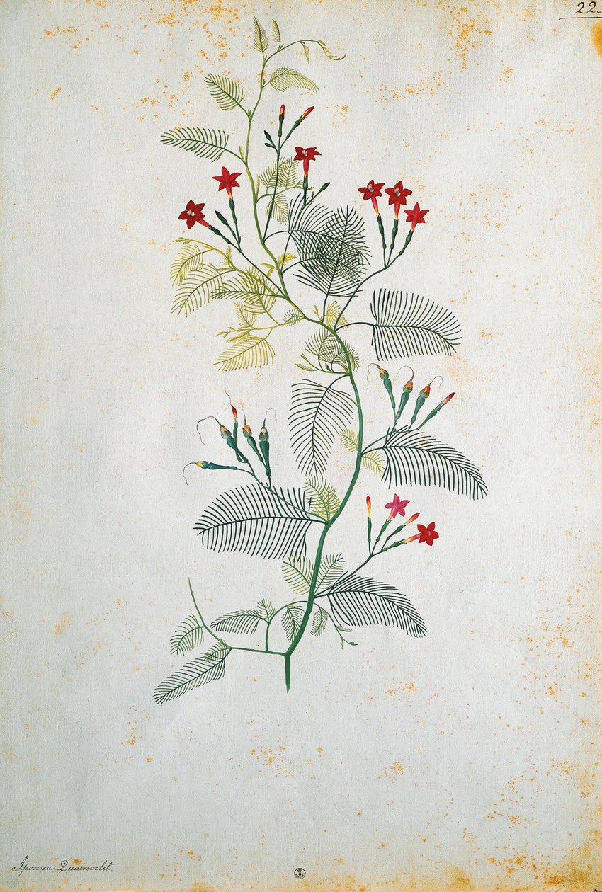 Włochy, Quamoclit pennata (cyprysowa winorośl), roślina meksykańska, Jacopo Ligozzi (1547-1627) autorstwa Jacopo Ligozzi