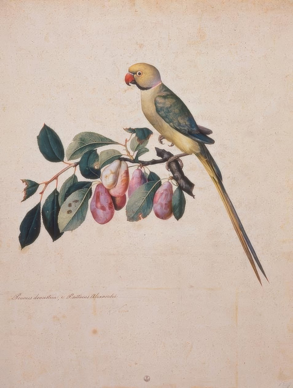 Prunus domesticus, z papugi Aleksandra autorstwa Jacopo Ligozzi
