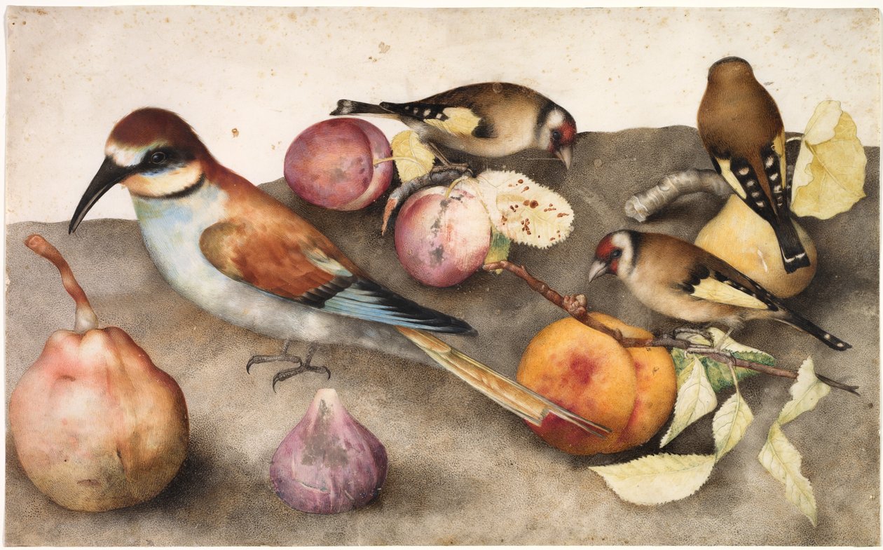 Martwa natura z ptakami i owocami, c. 1650 (akwarela z grafitem, podwyższona bielą ołowianą) autorstwa Jacopo Ligozzi