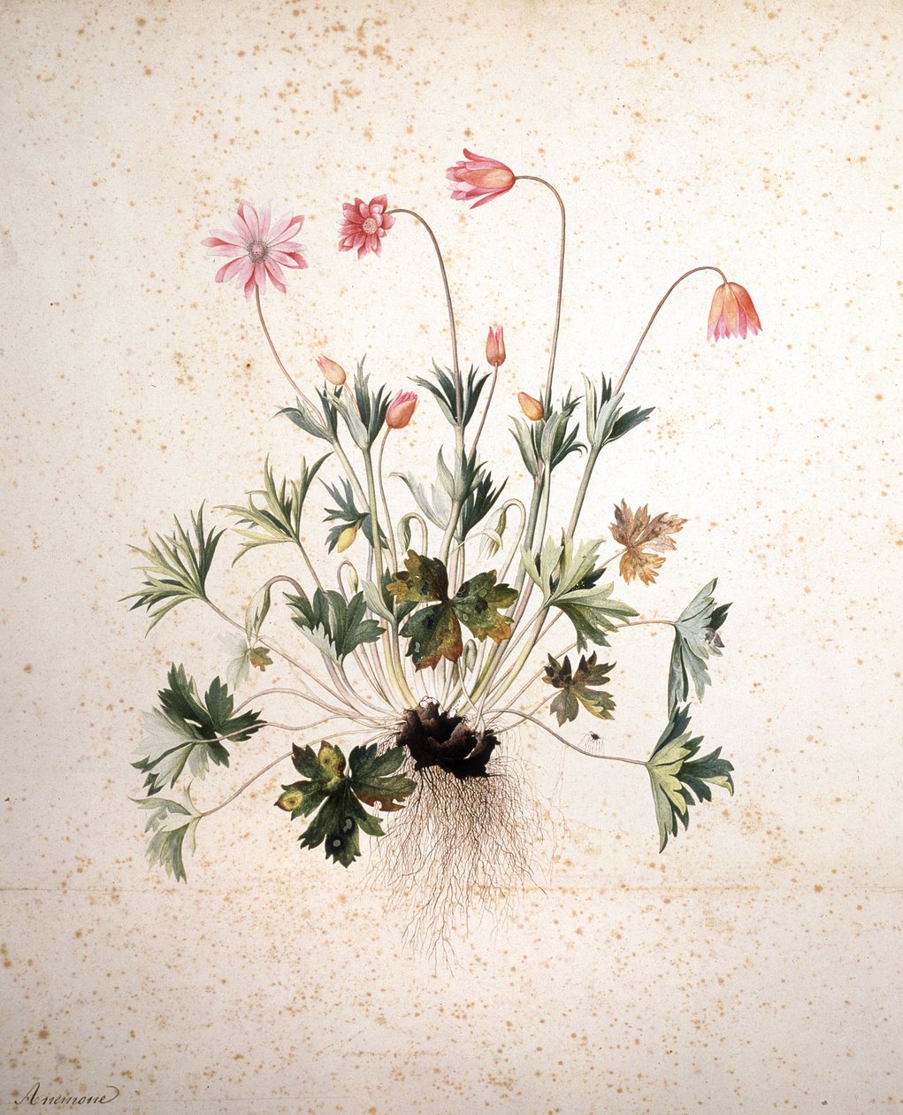 Nieznany obraz autorstwa Jacopo Ligozzi