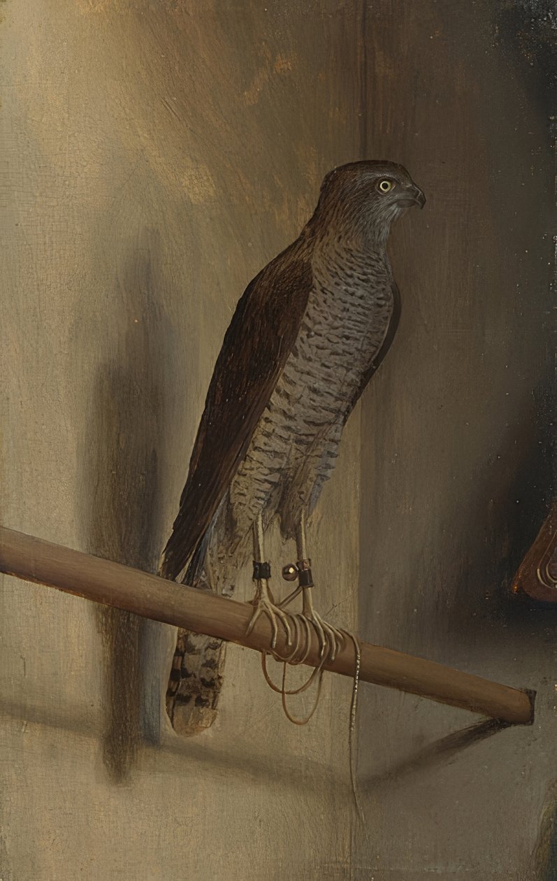 Krogulca. 1510s autorstwa Jacopo de Barbari