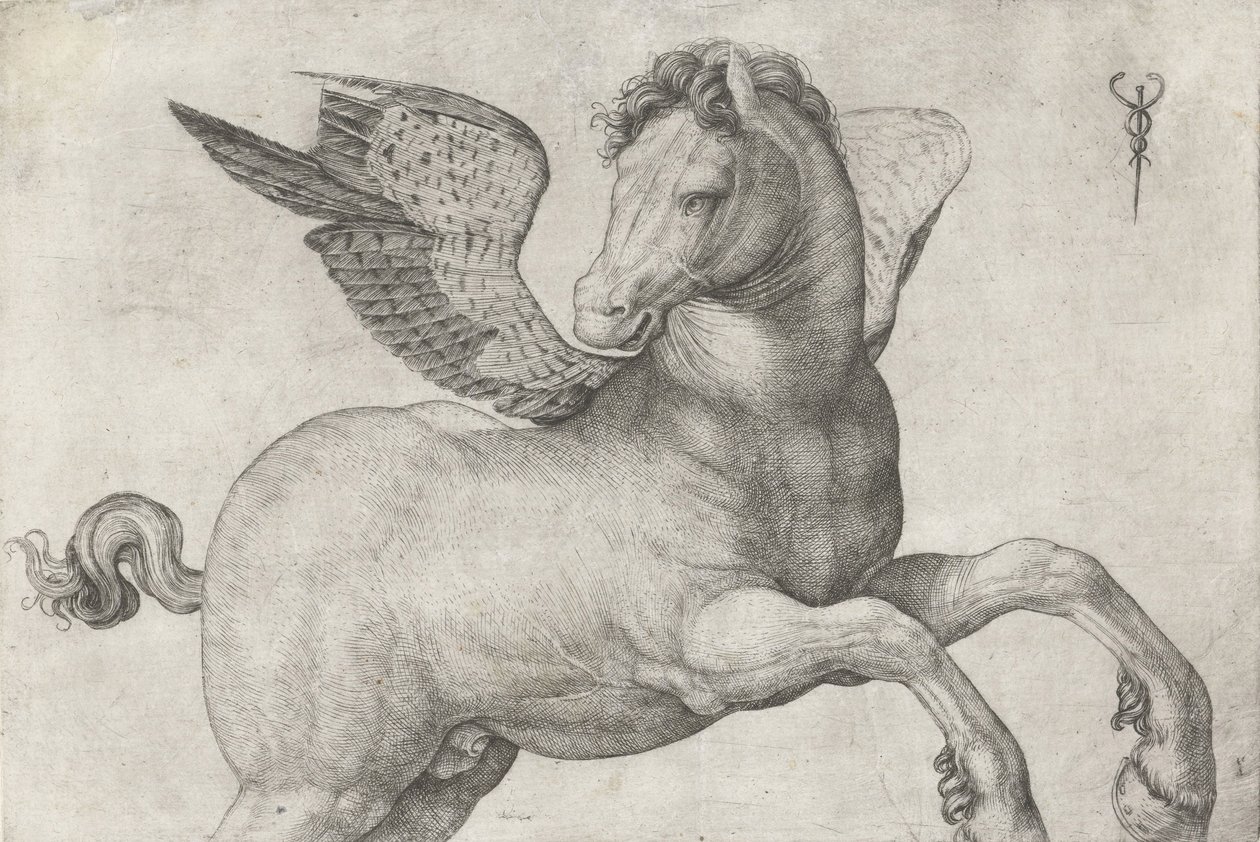 Pegaz, 1509-16 autorstwa Jacopo de Barbari