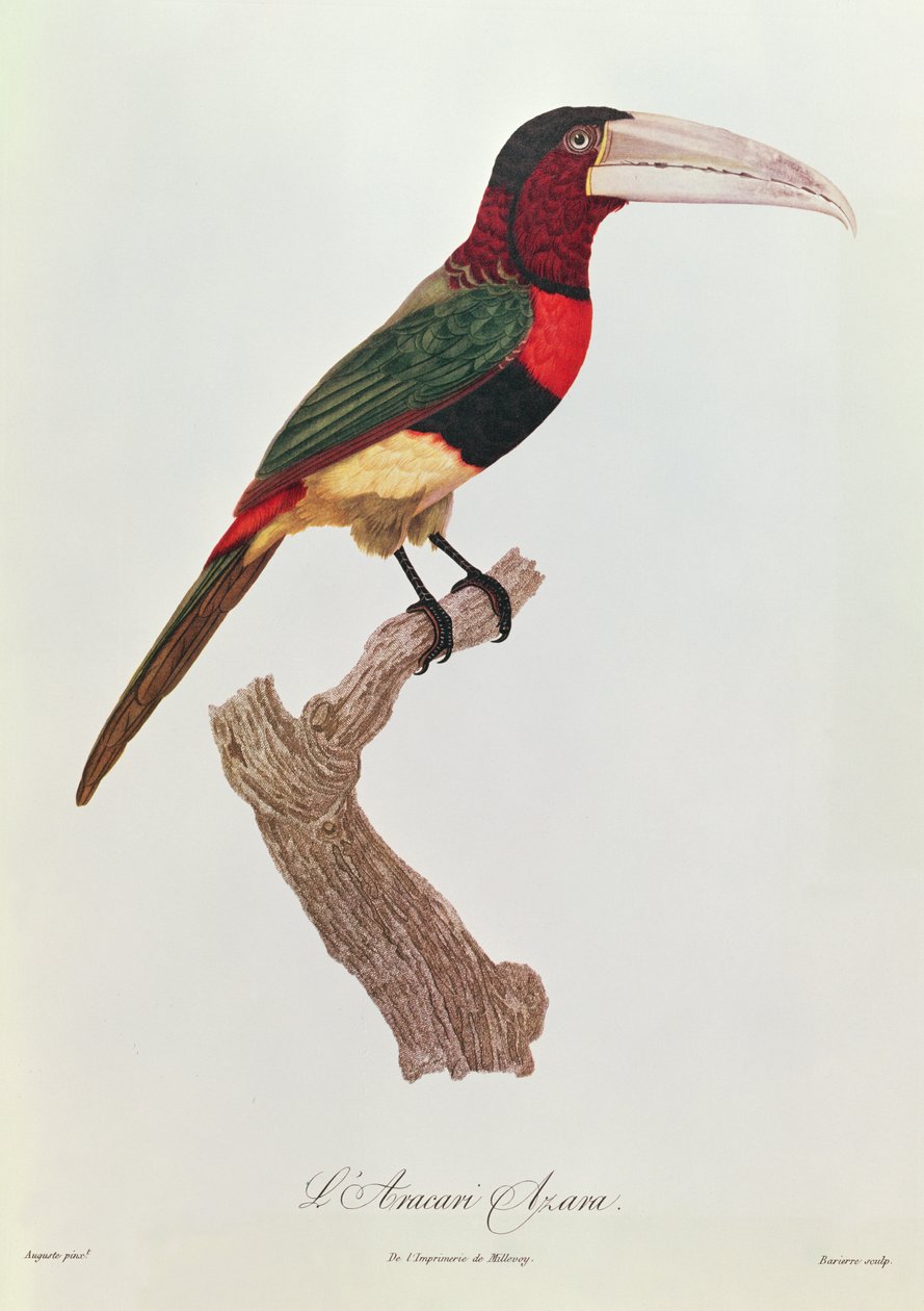Azara Aracari, grawerowane przez Barriere (kolorowe grawerowanie) autorstwa Jacques Barraband