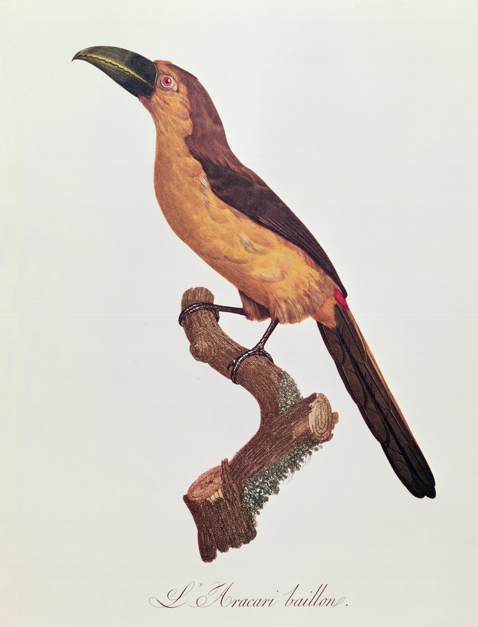 Aracari Baillona, grawerowane przez Jacques Louis Peree (ur. 1769) (kolor grawerowany) autorstwa Jacques Barraband