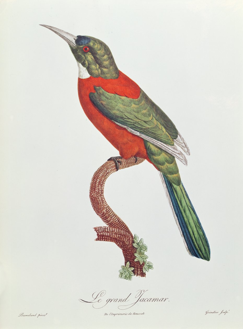 Wielki Jacamar, grawerowany przez Gromilliera (kolor grawerowany) autorstwa Jacques Barraband
