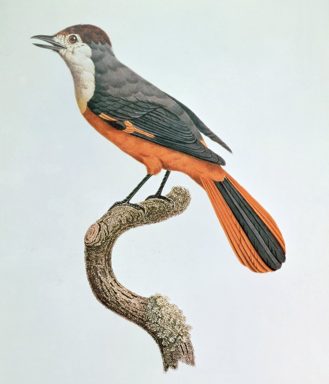 Pomarańczowy Jay autorstwa Jacques Barraband