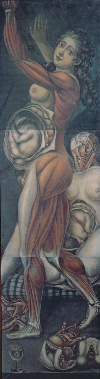 Studium anatomiczne dwóch ciężarnych kobiet (mezzotinta) autorstwa Jacques Fabien Gautier d