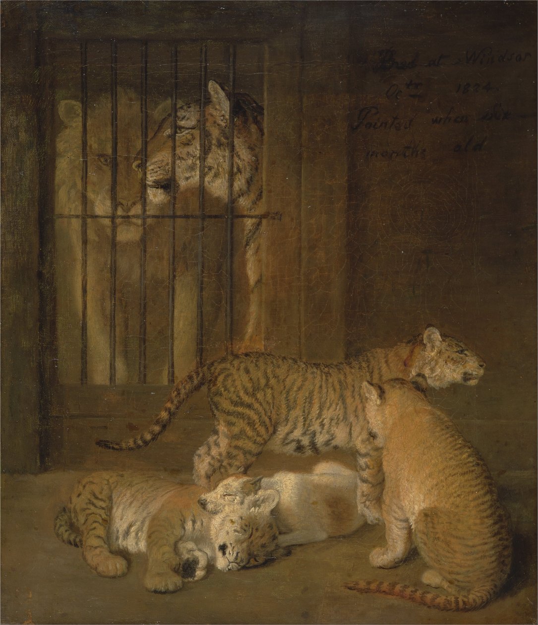 Grupa szczeniąt wyhodowana między lwem a tygrysicą autorstwa Jacques Laurent Agasse