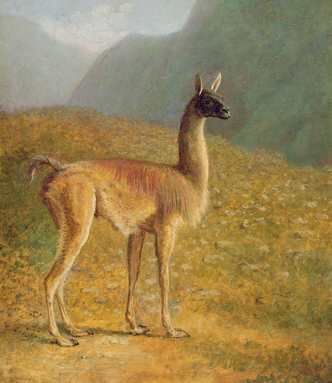 Guanaco, ok. 1848 r. autorstwa Jacques Laurent Agasse